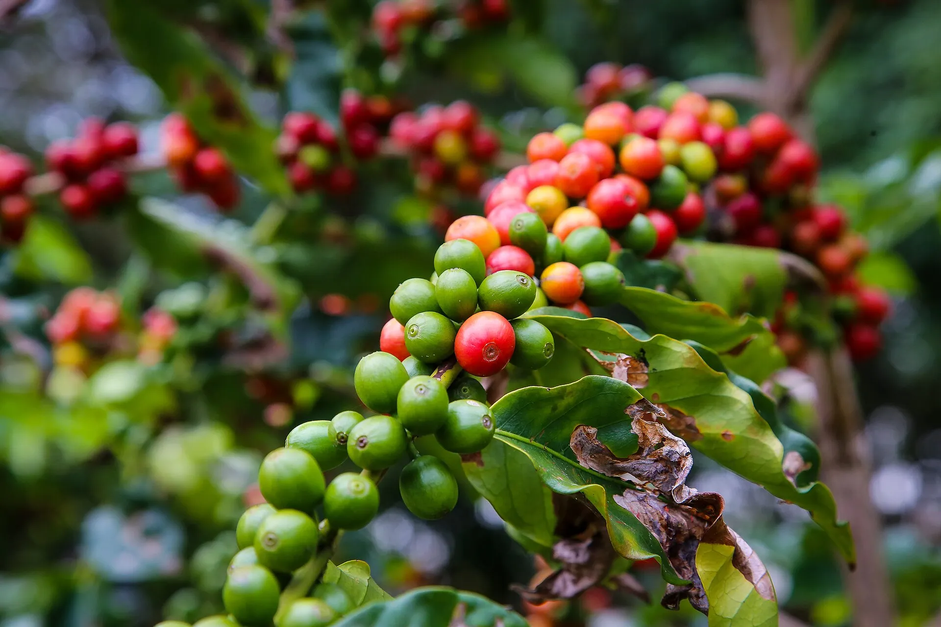 Frutos de café arábica amadurecendo no galho