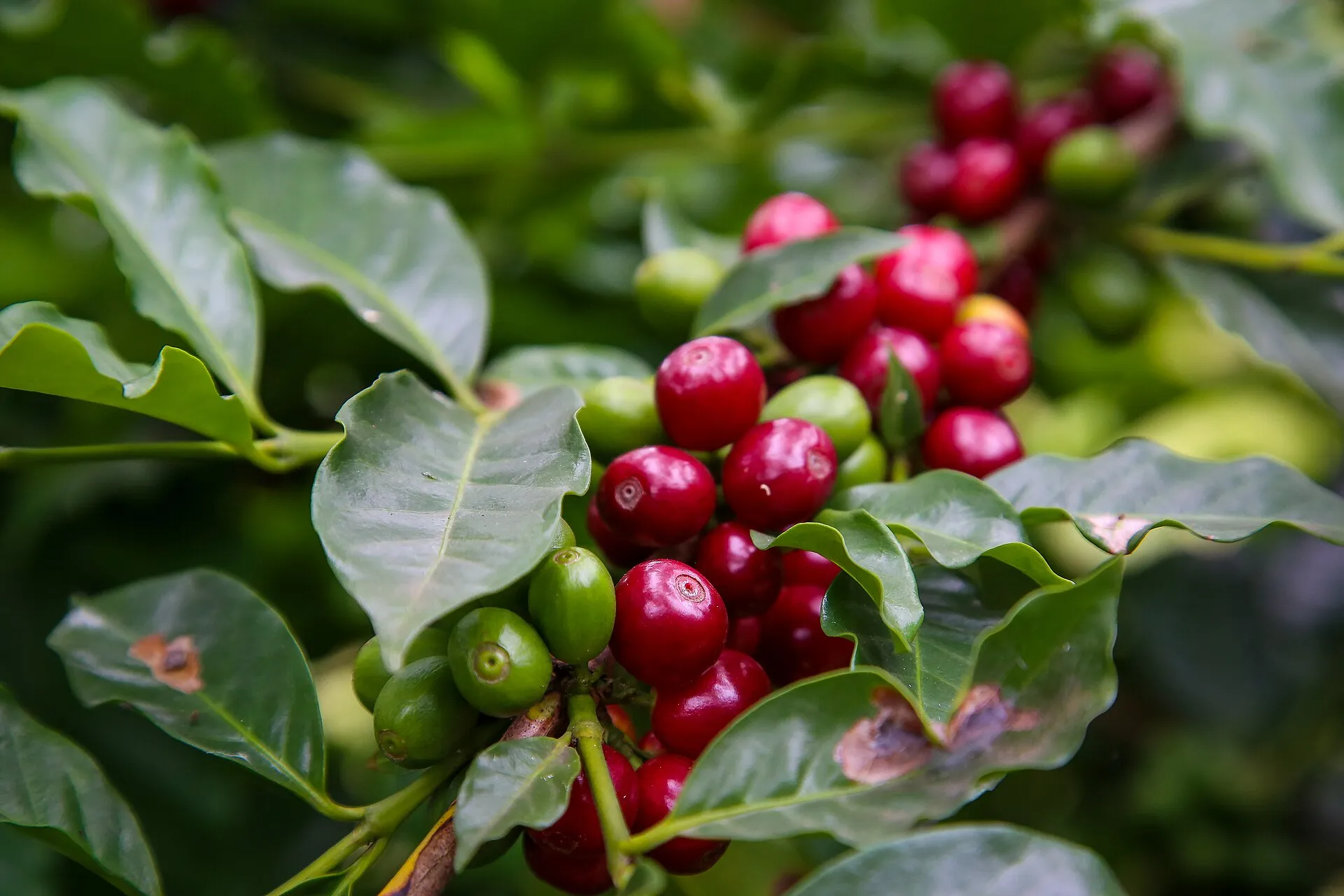 Galho de café arábica com frutos verdes e vermelhos